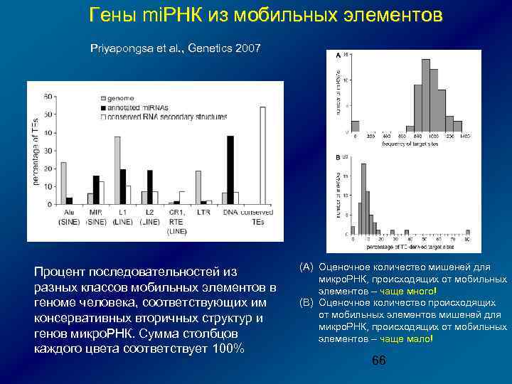 Гены mi. РНК из мобильных элементов Priyapongsa et al. , Genetics 2007 Процент последовательностей