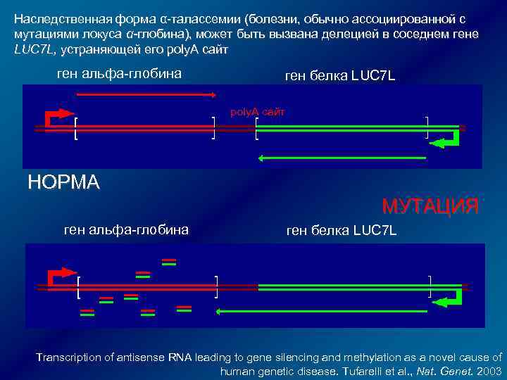 Наследственная форма α-талассемии (болезни, обычно ассоциированной с мутациями локуса α-глобина), может быть вызвана делецией