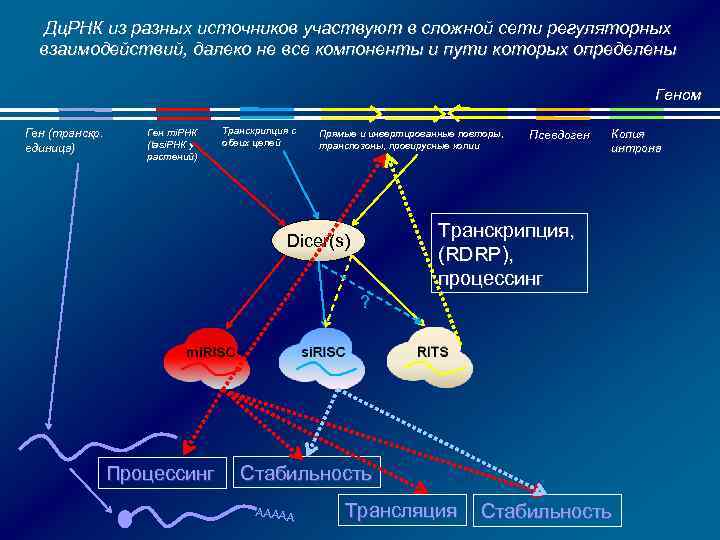 Дц. РНК из разных источников участвуют в сложной сети регуляторных взаимодействий, далеко не все