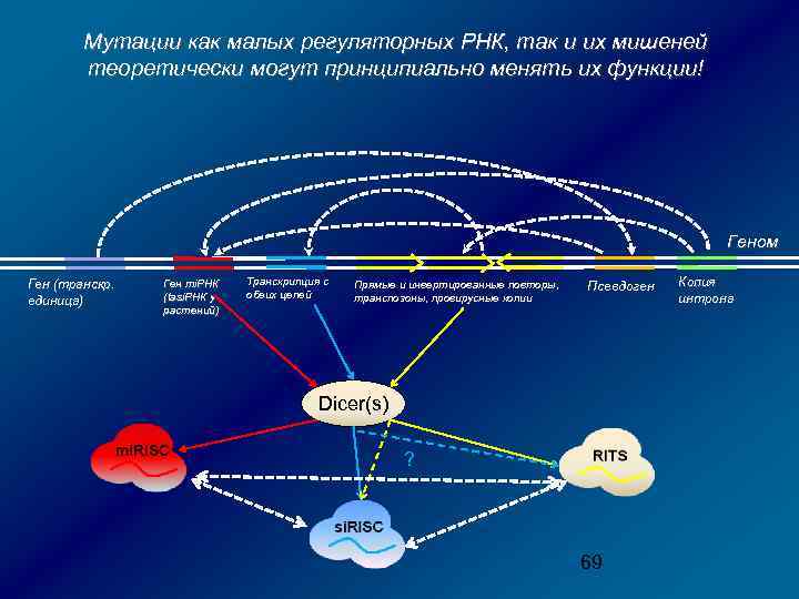 Мутации как малых регуляторных РНК, так и их мишеней теоретически могут принципиально менять их