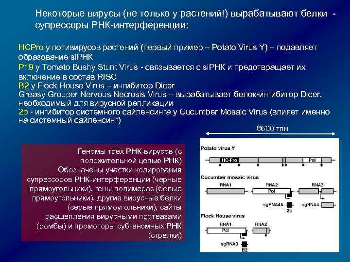 Некоторые вирусы (не только у растений!) вырабатывают белки супрессоры РНК-интерференции: HCPro у потивирусов растений