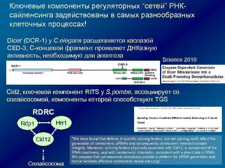 Ключевые компоненты регуляторных “сетей” РНКсайленсинга задействованы в самых разнообразных клеточных процессах! Dicer (DCR-1) у