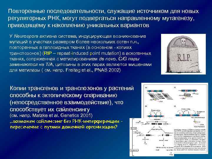 Повторенные последовательности, служащие источником для новых регуляторных РНК, могут подвергаться направленному мутагенезу, приводящему к