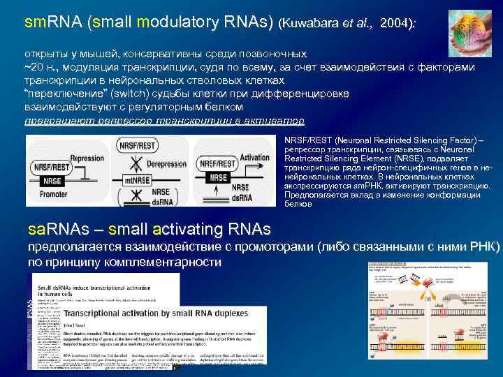 sm. RNA (small modulatory RNAs) (Kuwabara et al. , 2004): открыты у мышей, консервативны