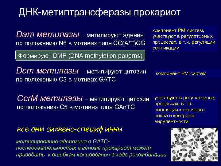 ДНК-метилтрансферазы прокариот Dam метилазы – метилируют аденин по положению N 6 в мотивах типа