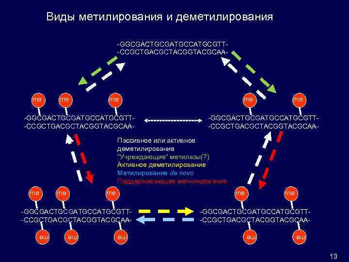 Виды метилирования и деметилирования -GGCGACTGCGATGCCATGCGTT-CCGCTGACGCTACGGTACGCAA- me me me -GGCGACTGCGATGCCATGCGTT-CCGCTGACGCTACGGTACGCAA- Пассивное или активное деметилирование “Учреждающие”