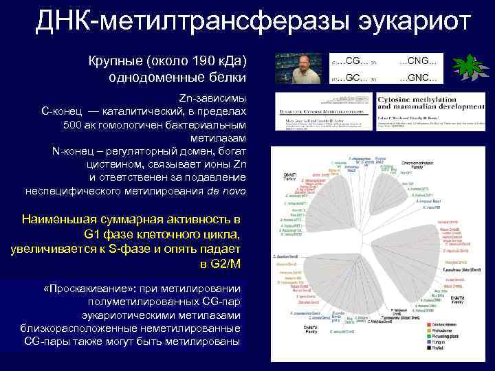 ДНК-метилтрансферазы эукариот Крупные (около 190 к. Да) однодоменные белки Zn-зависимы С-конец — каталитический, в