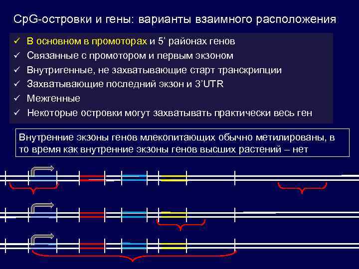 Cp. G-островки и гены: варианты взаимного расположения ü В основном в промоторах и 5’