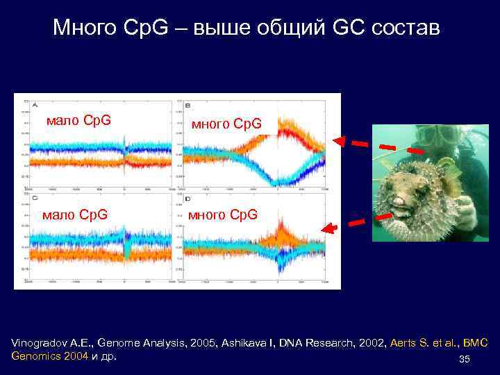 Много Cp. G – выше общий GC состав мало Cp. G много Cp. G