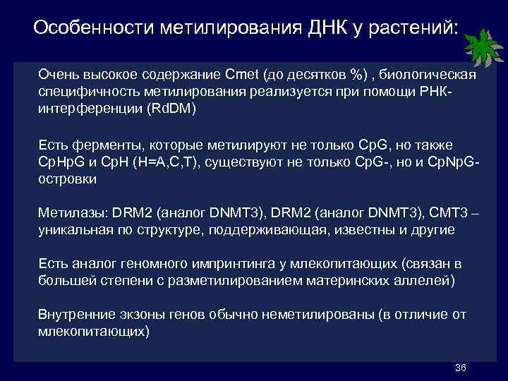 Особенности метилирования ДНК у растений: Очень высокое содержание Сmet (до десятков %) , биологическая