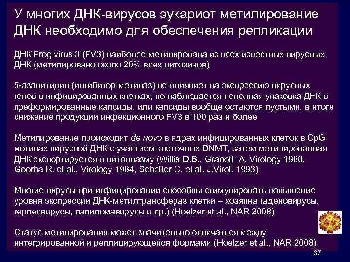 У многих ДНК-вирусов эукариот метилирование ДНК необходимо для обеспечения репликации ДНК Frog virus 3