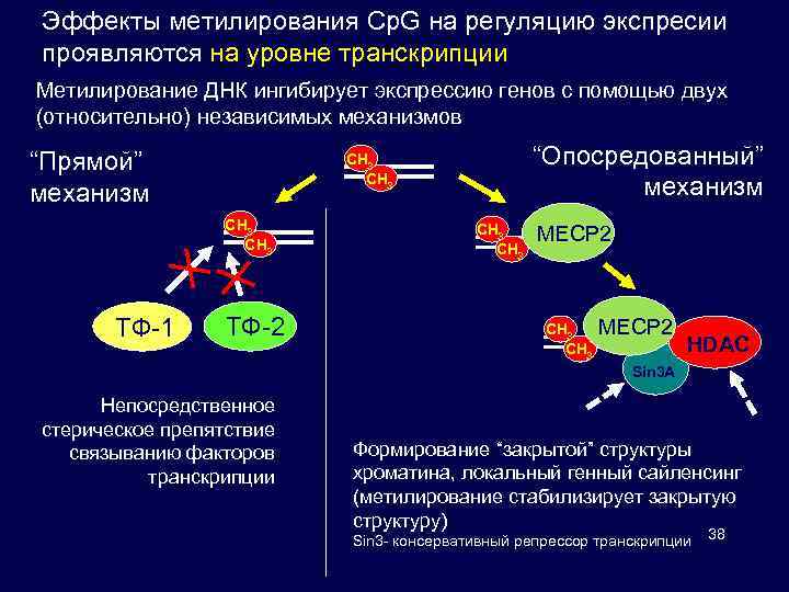 Эффекты метилирования Cp. G на регуляцию экспресии проявляются на уровне транскрипции Метилирование ДНК ингибирует