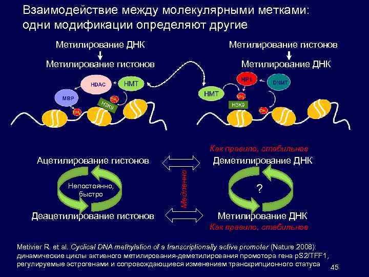 Взаимодействие между молекулярными метками: одни модификации определяют другие Метилирование ДНК Метилирование гистонов Метилирование ДНК