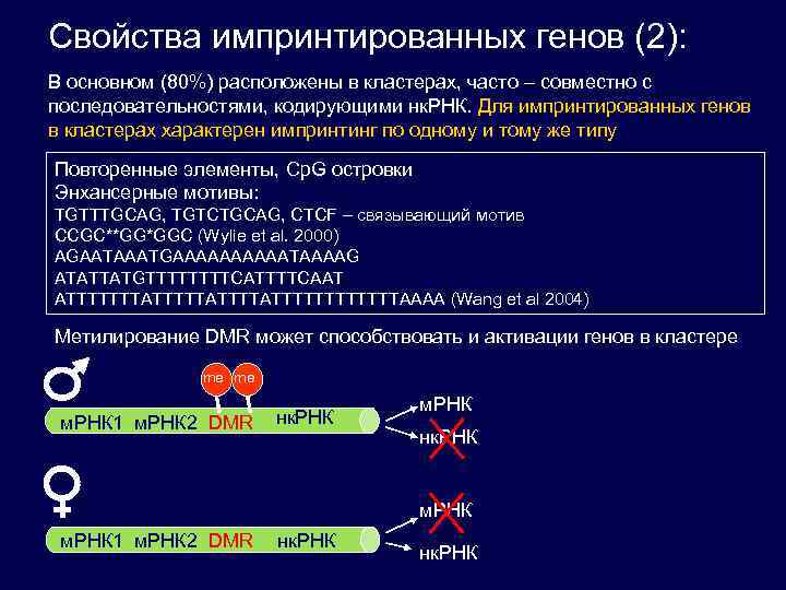 Свойства импринтированных генов (2): В основном (80%) расположены в кластерах, часто – совместно с