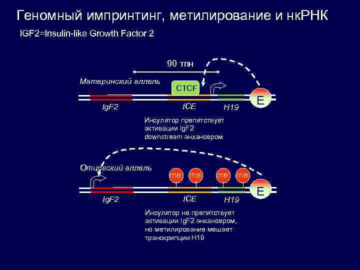 Геномный импринтинг, метилирование и нк. РНК IGF 2=Insulin-like Growth Factor 2 90 тпн Материнский