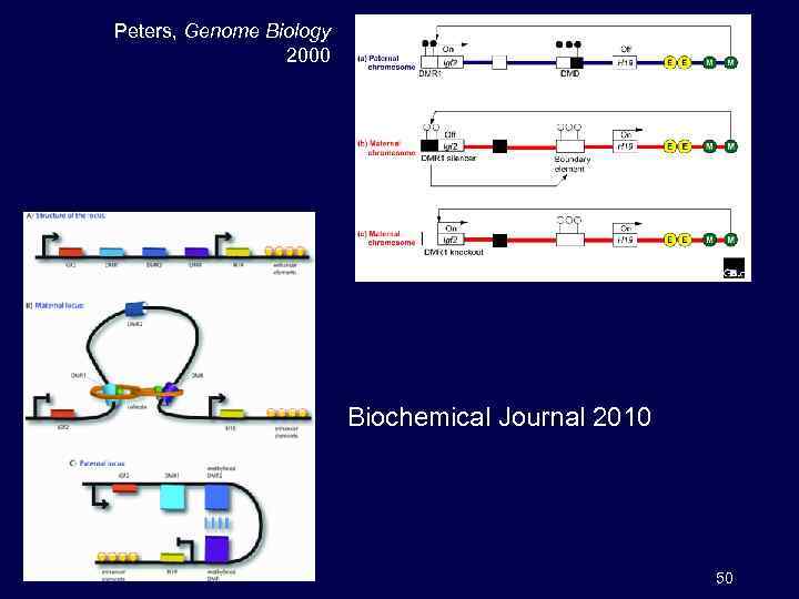 Peters, Genome Biology 2000 Biochemical Journal 2010 50 