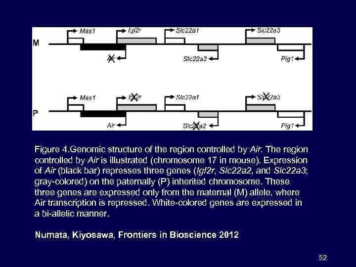 Figure 4. Genomic structure of the region controlled by Air. The region controlled by