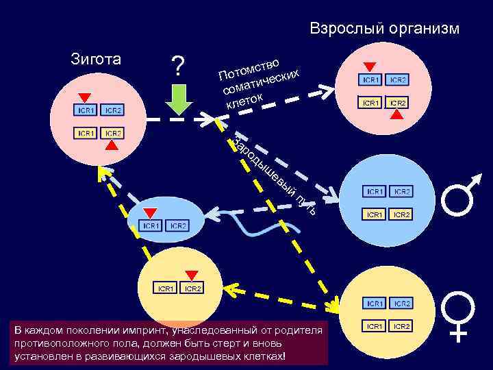 Взрослый организм Зигота ? о мств их Пото ическ т сома к клето ICR