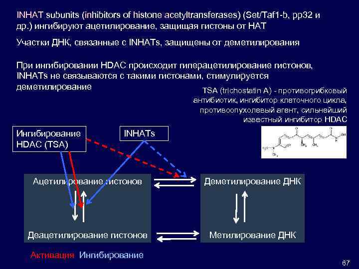 INHAT subunits (inhibitors of histone acetyltransferases) (Set/Taf 1 -b, pp 32 и др. )