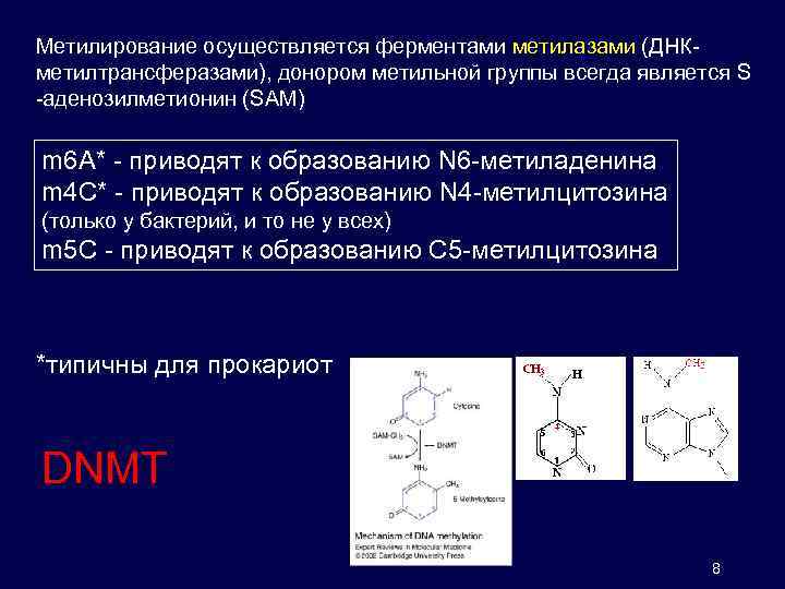 Метилирование осуществляется ферментами метилазами (ДНКметилтрансферазами), донором метильной группы всегда является S -аденозилметионин (SAM) m