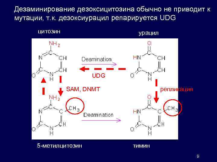 Дезаминирование дезоксицитозина обычно не приводит к мутации, т. к. дезоксиурацил репарируется UDG цитозин урацил