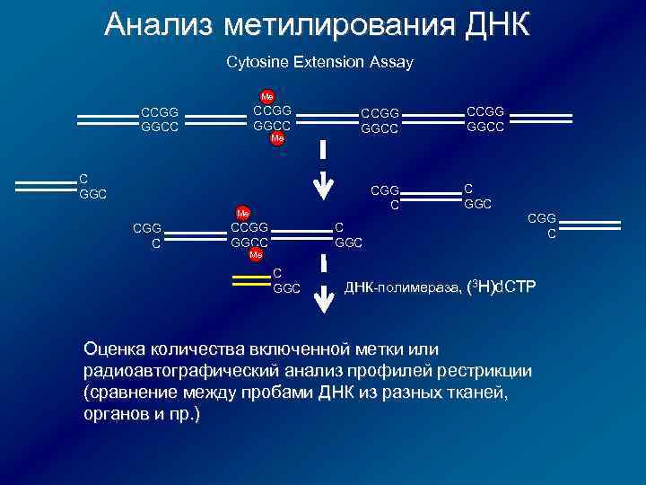 Анализ метилирования ДНК Cytosine Extension Assay Мe CCGG GGCC C GGC CGG C Мe