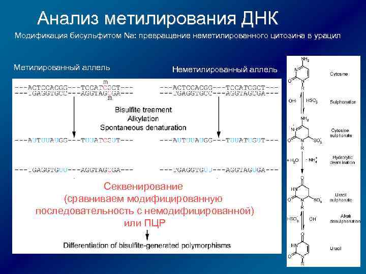 Анализ метилирования ДНК Модификация бисульфитом Na: превращение неметилированного цитозина в урацил Метилированный аллель Неметилированный
