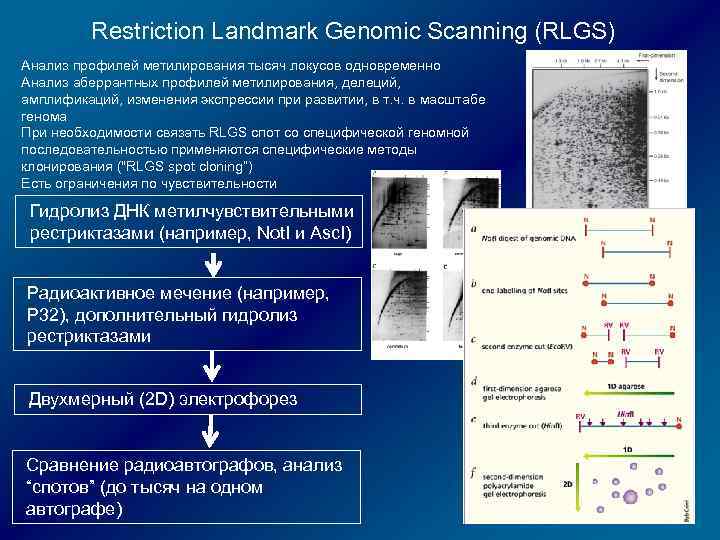 Restriction Landmark Genomic Scanning (RLGS) Анализ профилей метилирования тысяч локусов одновременно Анализ аберрантных профилей