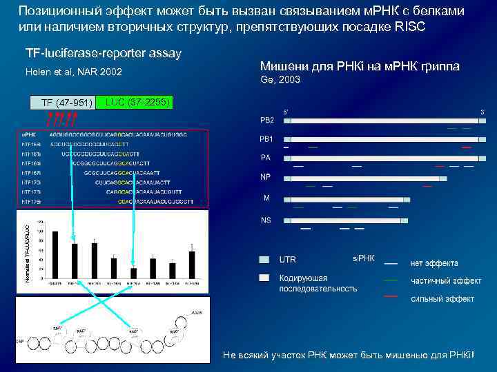 Позиционный эффект может быть вызван связыванием м. РНК с белками или наличием вторичных структур,