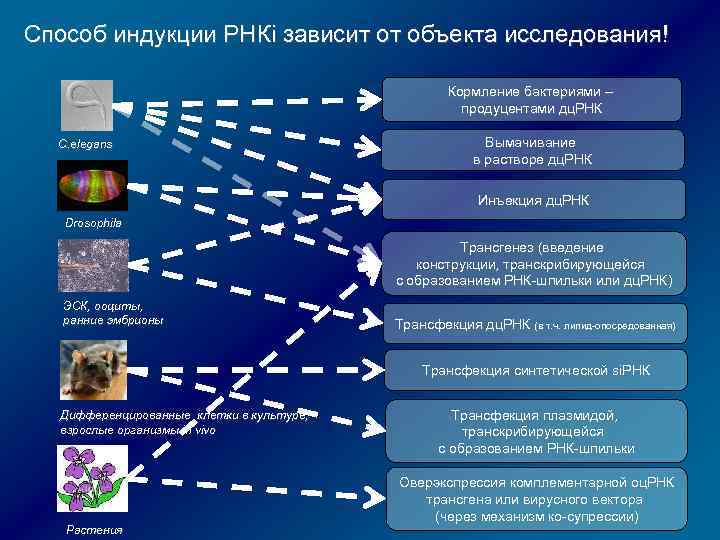Способ индукции РНКi зависит от объекта исследования! Кормление бактериями – продуцентами дц. РНК С.