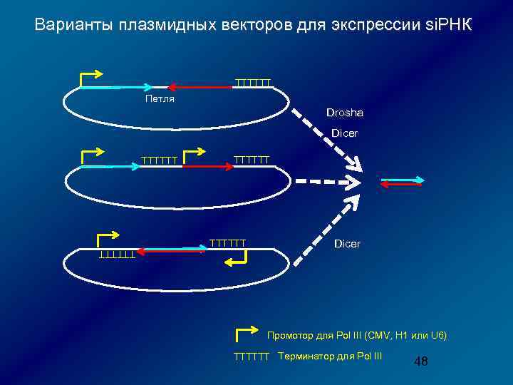 Варианты плазмидных векторов для экспрессии si. РНК ТТТТТТ Петля Drosha Dicer ТТТТТТ Dicer Промотор