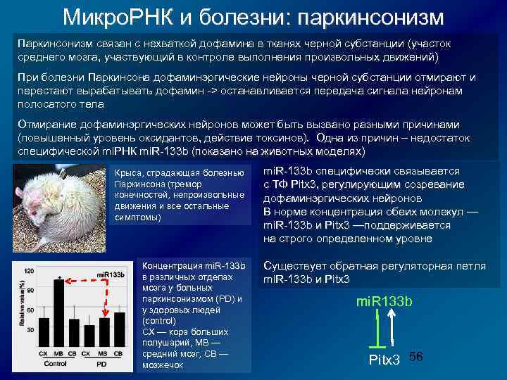 Микро. РНК и болезни: паркинсонизм Паркинсонизм связан с нехваткой дофамина в тканях черной субстанции