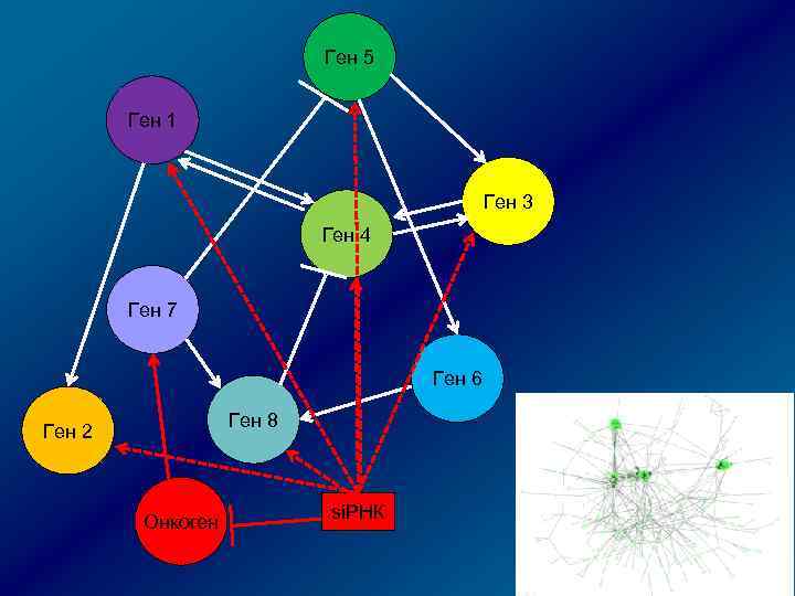 Ген 5 Ген 1 Ген 3 Ген 4 Ген 7 Ген 6 Ген 8