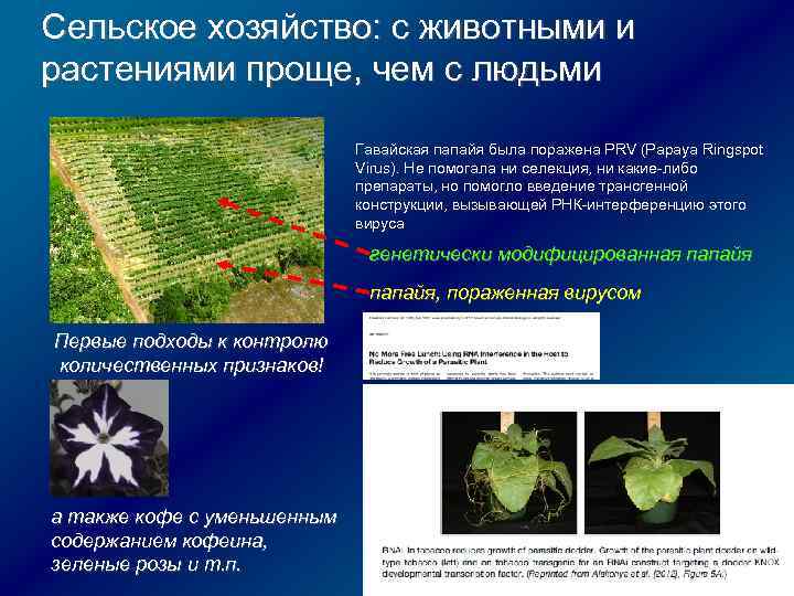 Сельское хозяйство: с животными и растениями проще, чем с людьми Гавайская папайя была поражена