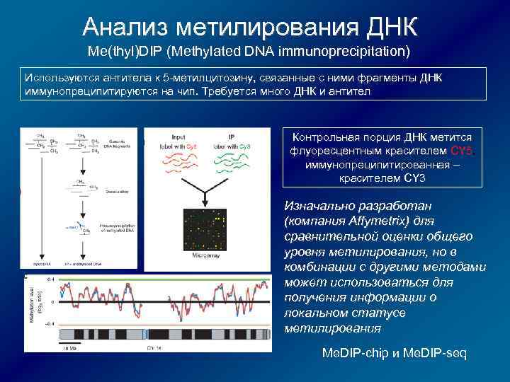 Анализ метилирования ДНК Me(thyl)DIP (Methylated DNA immunoprecipitation) Me(thyl)DIP Используются антитела к 5 -метилцитозину, связанные