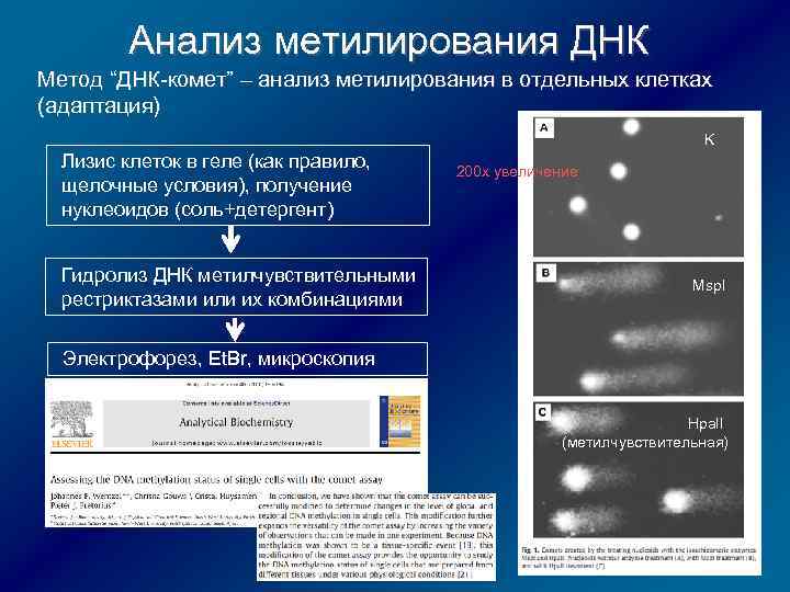 Анализ метилирования ДНК Метод “ДНК-комет” – анализ метилирования в отдельных клетках (адаптация) K Лизис