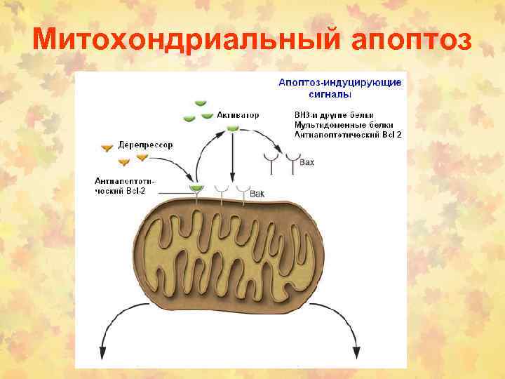 Митохондриальный апоптоз 