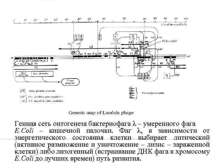 Генная сеть онтогенеза бактериофага λ – умеренного фага E. Coli – кишечной палочки. Фаг