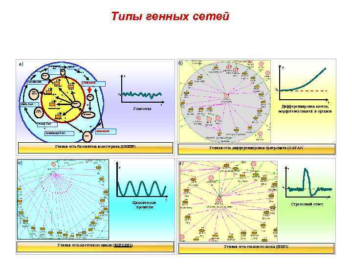 Типы генных сетей б) а) farnesyldiphosp hate . … squalene SS X . …