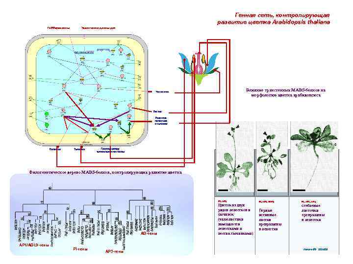 Генная сеть, контролирующая развитие цветка Arabidopsis thaliana Гиббереллины Увеличение длины дня Влияние трансгенных MADS-белков