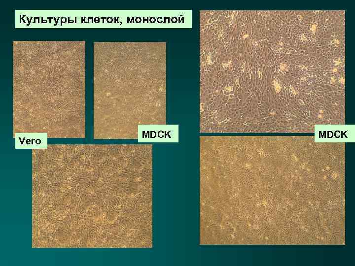 Культуры клеток, монослой Vero MDCK 