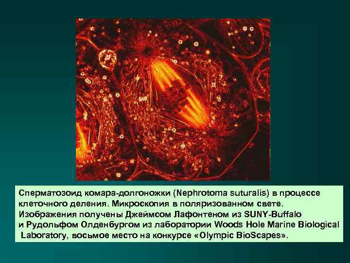 Сперматозоид комара-долгоножки (Nephrotoma suturalis) в процессе клеточного деления. Микроскопия в поляризованном свете. Изображения получены