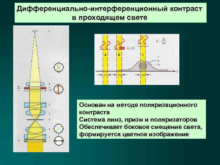 Дифференциально-интерференционный контраст в проходящем свете Основан на методе поляризационного контраста Система линз, призм и