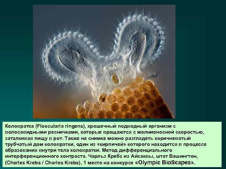 Коловратка (Floscularia ringens), крошечный подводный организм с волосовидными ресничками, которые вращаются с молниеносной скоростью,