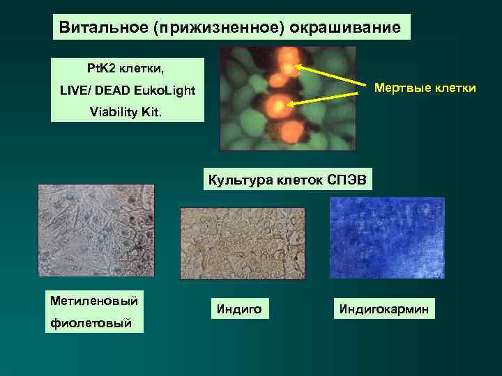 Витальное (прижизненное) окрашивание Рt. K 2 клетки, Мертвые клетки LIVE/ DEAD Euko. Light Viability
