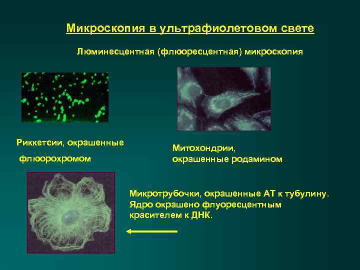 Микроскопия в ультрафиолетовом свете Люминесцентная (флюоресцентная) микроскопия Риккетсии, окрашенные флюорохромом Митохондрии, окрашенные родамином Микротрубочки,