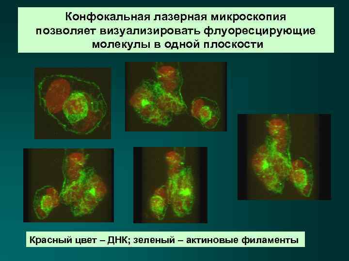 Конфокальная лазерная микроскопия позволяет визуализировать флуоресцирующие молекулы в одной плоскости Красный цвет – ДНК;