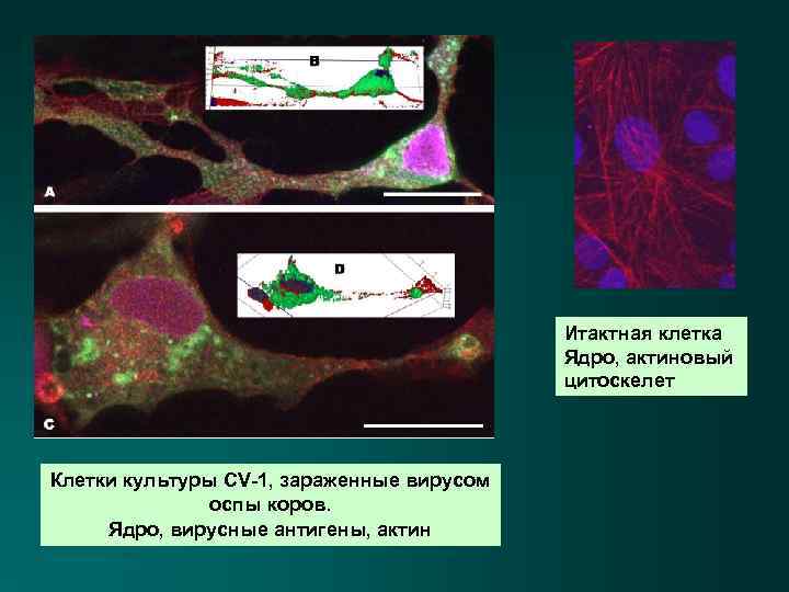Итактная клетка Ядро, актиновый цитоскелет Клетки культуры CV-1, зараженные вирусом оспы коров. Ядро, вирусные