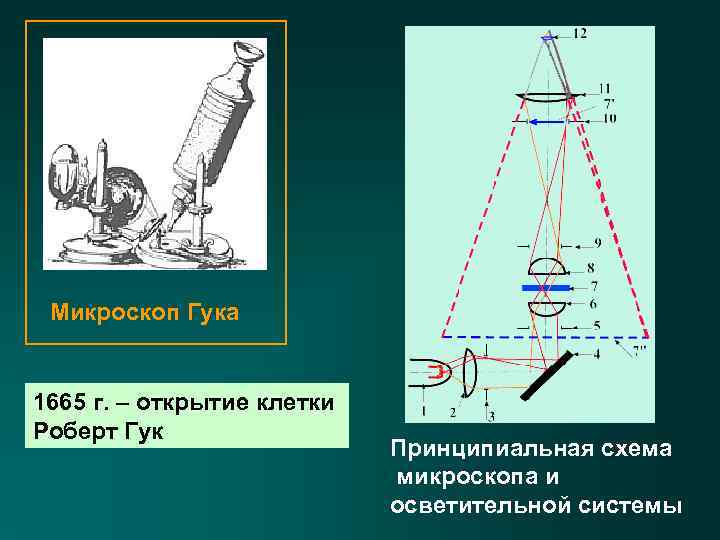 Микроскоп Гука 1665 г. – открытие клетки Роберт Гук Принципиальная схема микроскопа и осветительной