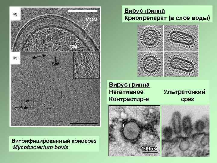 Вирус гриппа Криопрепарат (в слое воды) Вирус гриппа Негативное Ультратонкий Контрастир-е срез Витрифицированный криосрез